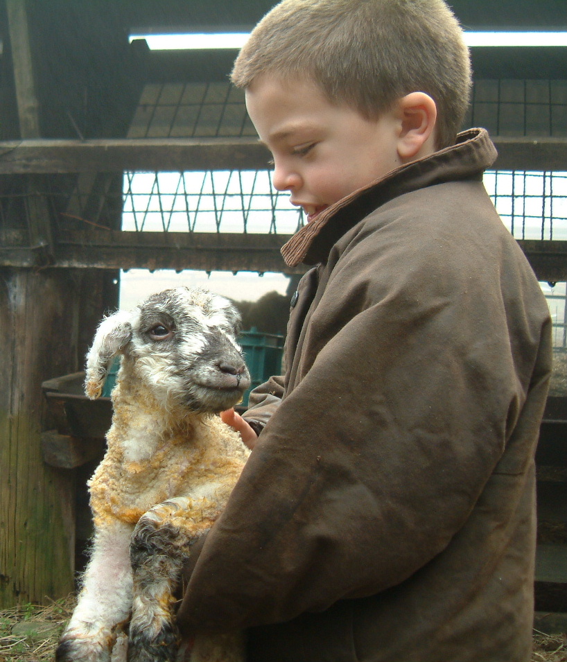 First Lamb of 2003 - 818x955 pixels
